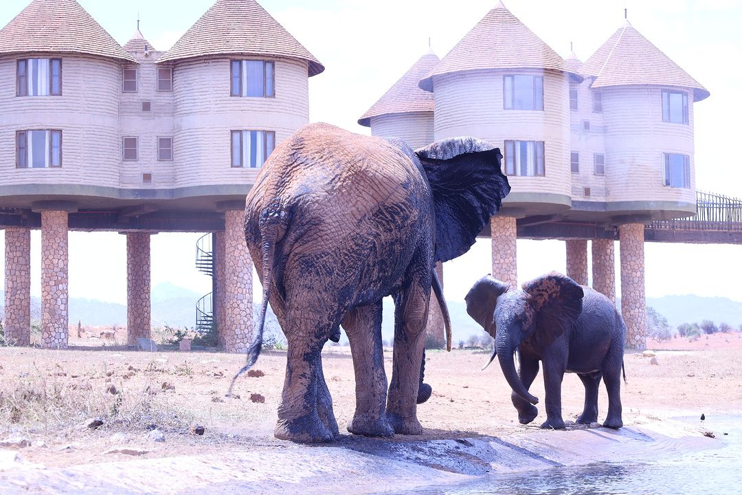 4 GG Tsavo Est, Amboseli e Tsavo Ovest
