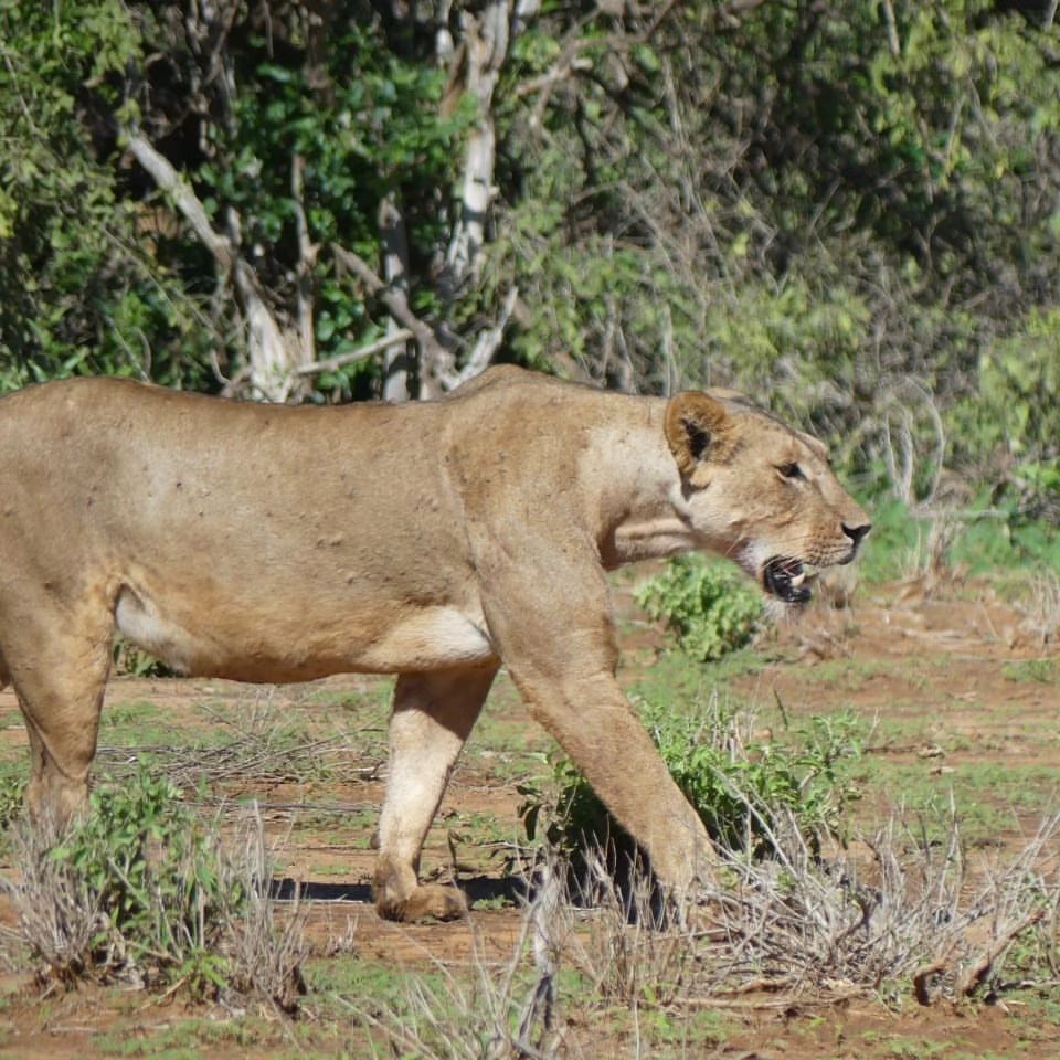 2 GG Maasai Mara
